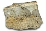 Dinosaur (Triceratops) Bone Section - Montana #284926-1